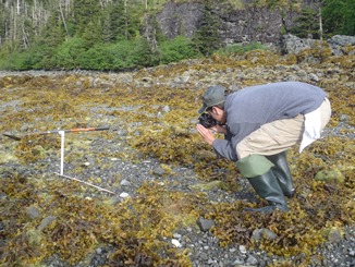 Chris Hein holds camera over sediment surface, taking photos for photogrammetric analysis of sediment organization at Prince William Sound beaches. Photo courtesy of D. Janka (M/V Auklet).